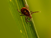 В Саратовской области становятся активными клещи – самое время вспомнить правила безопасности