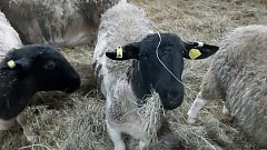 Губернатор посетил крупнейшее сельхозпредприятие Турковского района