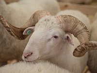 В области планируется приобретение племенного молодняка из ведущих племенных хозяйств России