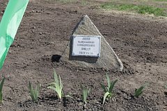 Аллея выпускников